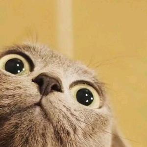 牵着老虎晒月亮头像