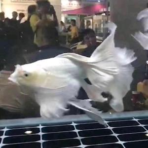 子叶鱼场🐟🐠蝴蝶鲤球苗头像