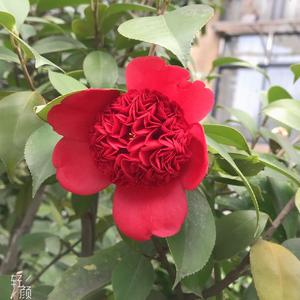 🌈🥕蕊蕊头像