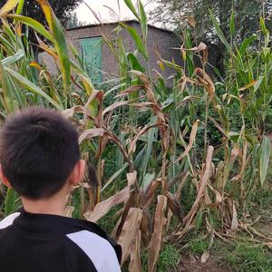 小李会计叫金盈头像