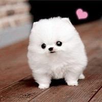 吉吉（Ꮤ）头像