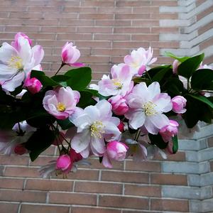 梨花朵朵开   （谢绝聊天）头像