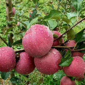 大凉山盐源糖心丑苹果袁姐头像