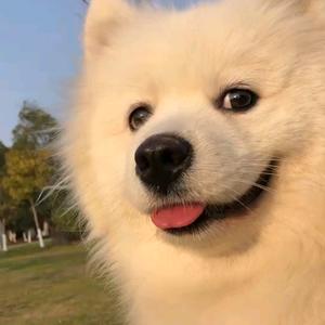 大眼睛冰糖头像