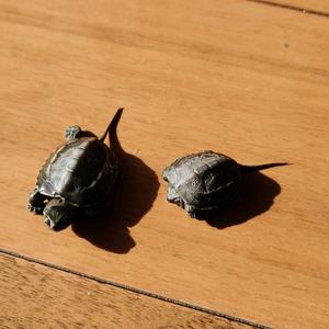 嘘嘘嘘需求头像