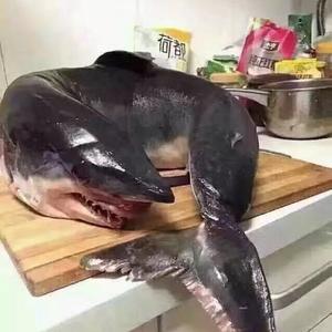 迷你小八爪🤟👉头像