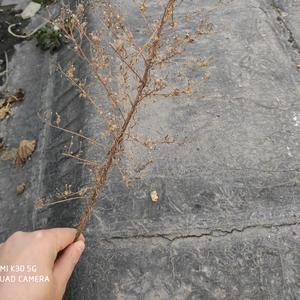 加点辣子加点醋头像