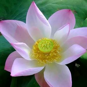 快乐旅行家头像