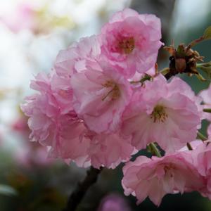 广东樱山花谷头像