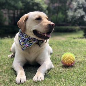 º⁶¹⁶🐶bubu头像