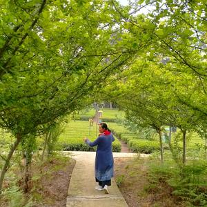 成佳茶乡罗琼头像