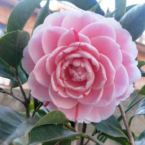 孙老三烧烤……成丰建材头像