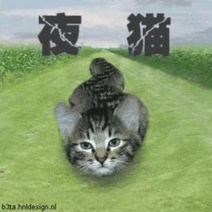 夜猫头像
