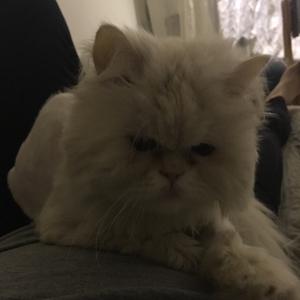 美国大杏仁头像