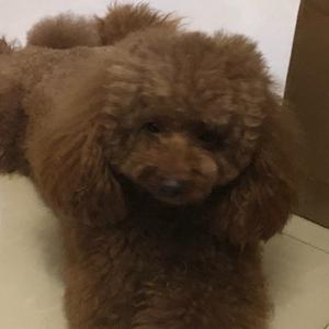 深圳市龙岗区小露商行头像