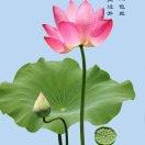 一生何求966头像