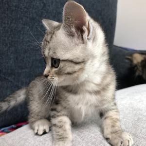 布丁大爷奥力给头像