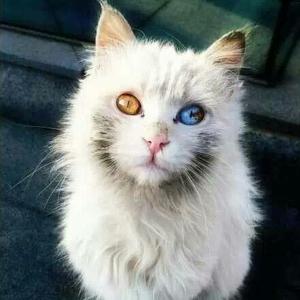 🌈人心太拥挤头像