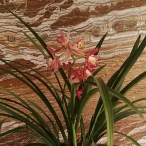 大侠风清扬头像