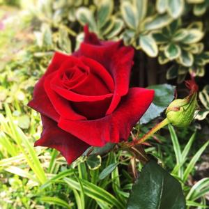 盼玲在如心小镇头像