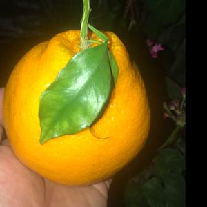 大叔在颤抖头像