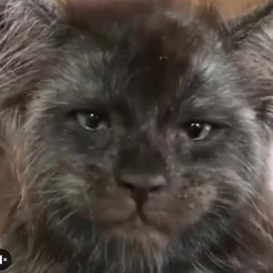 黑怕不怕黑头像