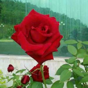 佳烜(拒私聊)头像