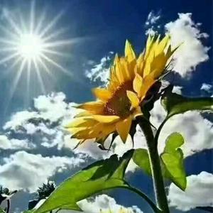 星空环保看影剧头像