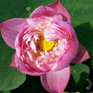 看看抖音咋回事头像