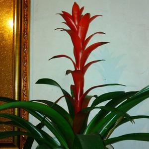 寒冰里的阳光头像