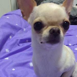 梁山伯与猪硬来头像