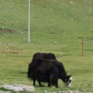 成都小酒馆头像