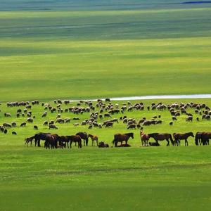 塔林巴特儿头像