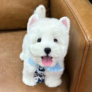 宁波jelly家西高地犬舍头像