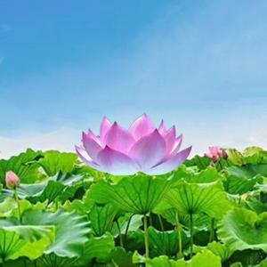 天圆宫～扶摇头像