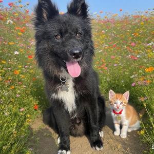 皮球不是球头像