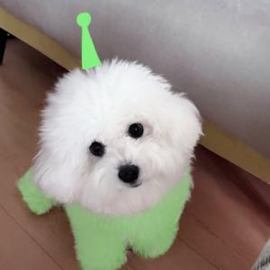 嘟嘟是只小比熊🐶头像