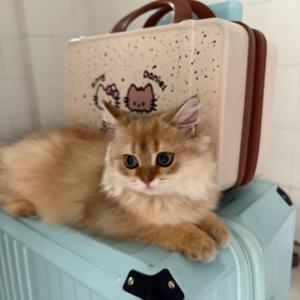 初九的日常头像