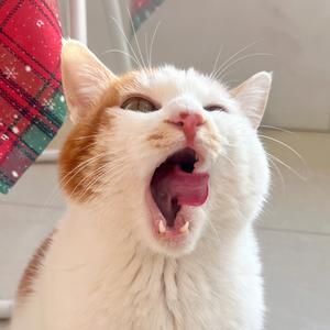 机智的福子🐈头像