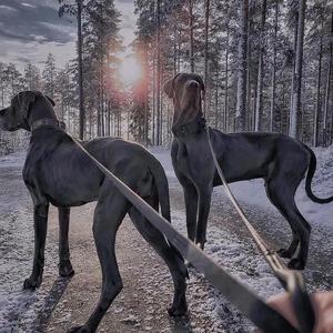 航仔淘犬🐶头像