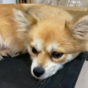 六六是只狐头像