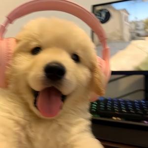 🍊陈子- H cenaizu头像