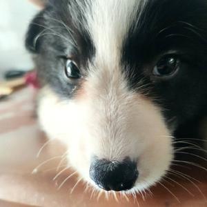 你叫柑橘呀头像