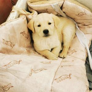 小海螺！！！头像