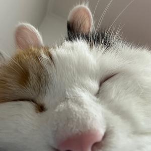 三月是只猫头像