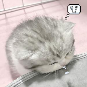 肥波的小日记头像