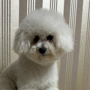 四月是小比熊头像