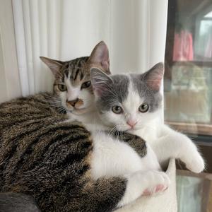 哈基米之王头像