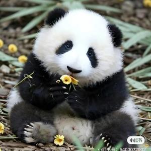 圆妹吃不胖头像