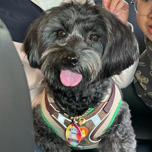 潦草坏脾气（黑豆）头像